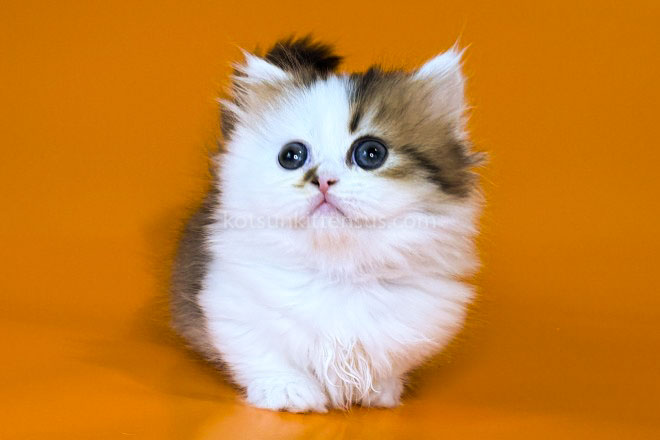 Yomar Golden Bicolor Minuet Munchkin Short Legs photo 20