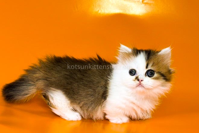 Yomar Golden Bicolor Minuet Munchkin Short Legs photo 15