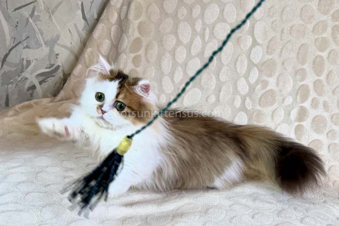 Yomar Golden Bicolor Minuet Munchkin Short Legs photo 1