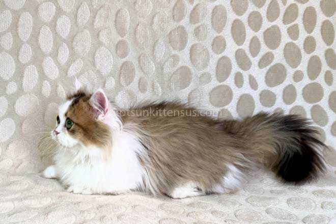 Yomar Golden Bicolor Minuet Munchkin Short Legs photo 8