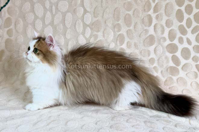 Yomar Golden Bicolor Minuet Munchkin Short Legs photo 11