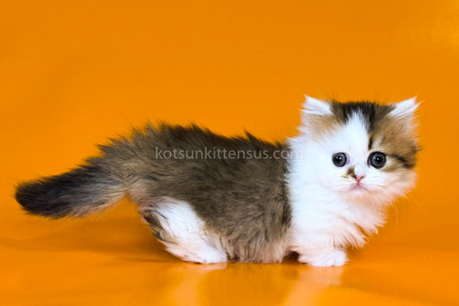 Yomar Golden Bicolor Minuet Munchkin Short Legs photo 17
