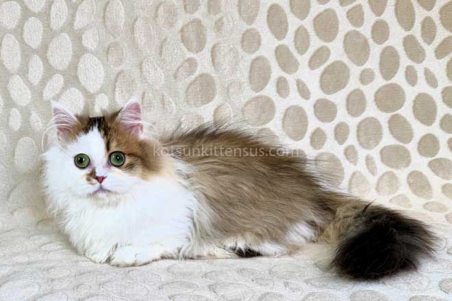 Yomar Golden Bicolor Minuet Munchkin Short Legs photo 12