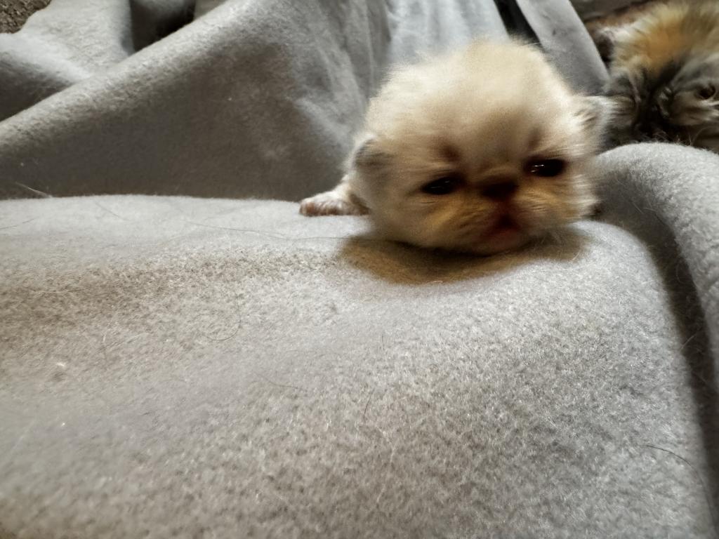 PO30 Himalayan Male photo 2