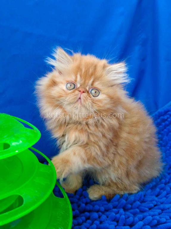Ginger Persian Exotic Longhair Orange Red Girl photo 3