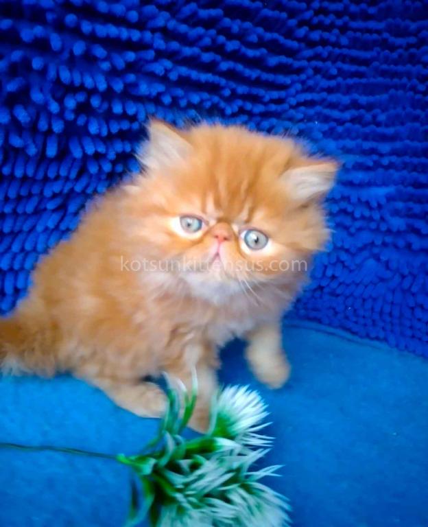 Ginger Persian Exotic Longhair Orange Red Girl photo 12