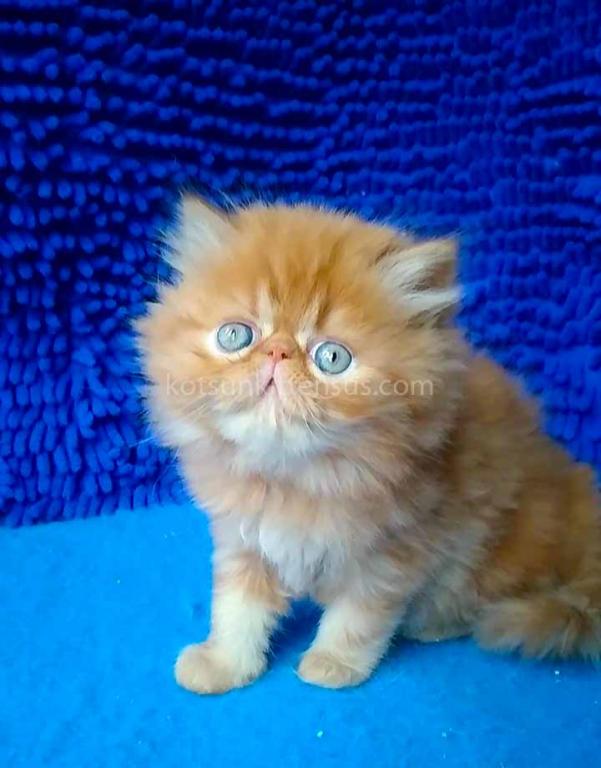 Ginger Persian Exotic Longhair Orange Red Girl photo 8