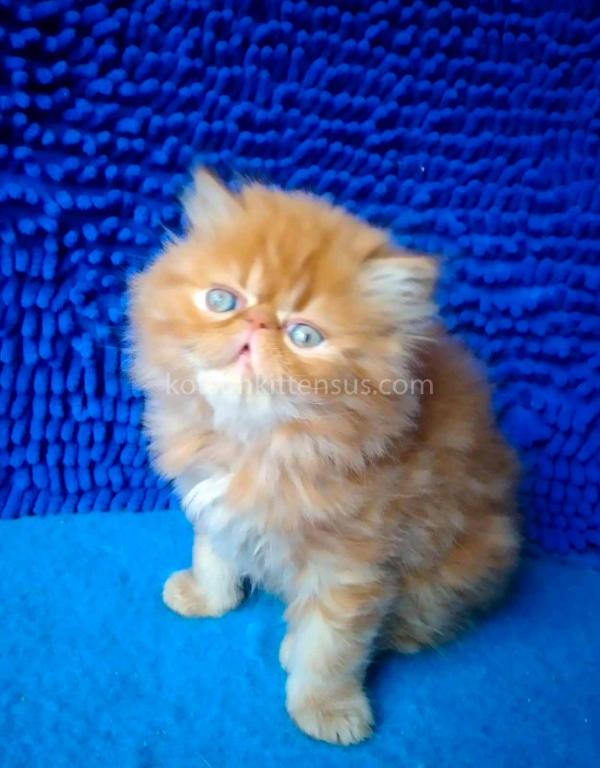 Ginger Persian Exotic Longhair Orange Red Girl photo 11