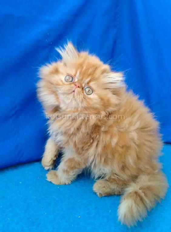 Ginger Persian Exotic Longhair Orange Red Girl photo 5