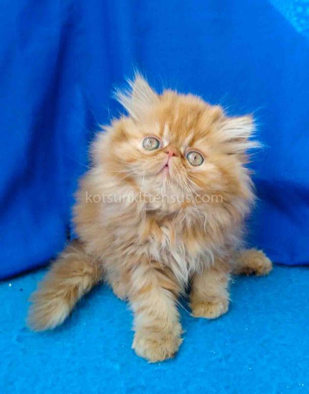Ginger Persian Exotic Longhair Orange Red Girl photo 1