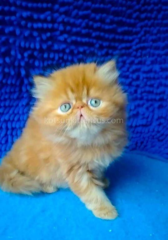 Ginger Persian Exotic Longhair Orange Red Girl photo 10