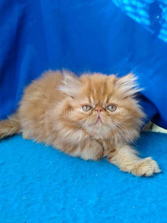 Ginger Persian Exotic Longhair Orange Red Girl photo 2