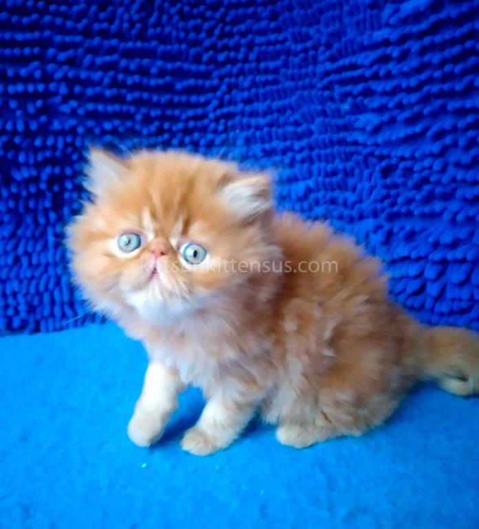 Ginger Persian Exotic Longhair Orange Red Girl photo 14