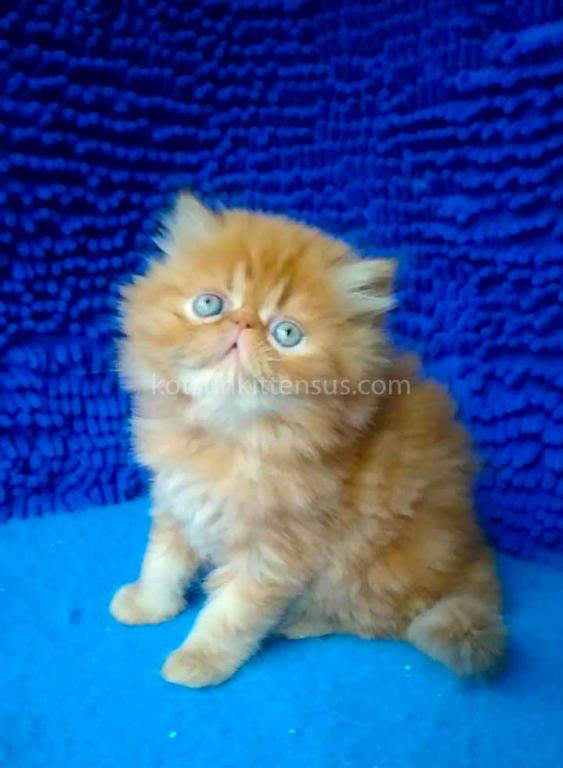 Ginger Persian Exotic Longhair Orange Red Girl photo 7