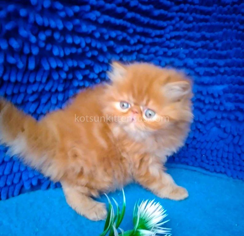 Ginger Persian Exotic Longhair Orange Red Girl photo 6