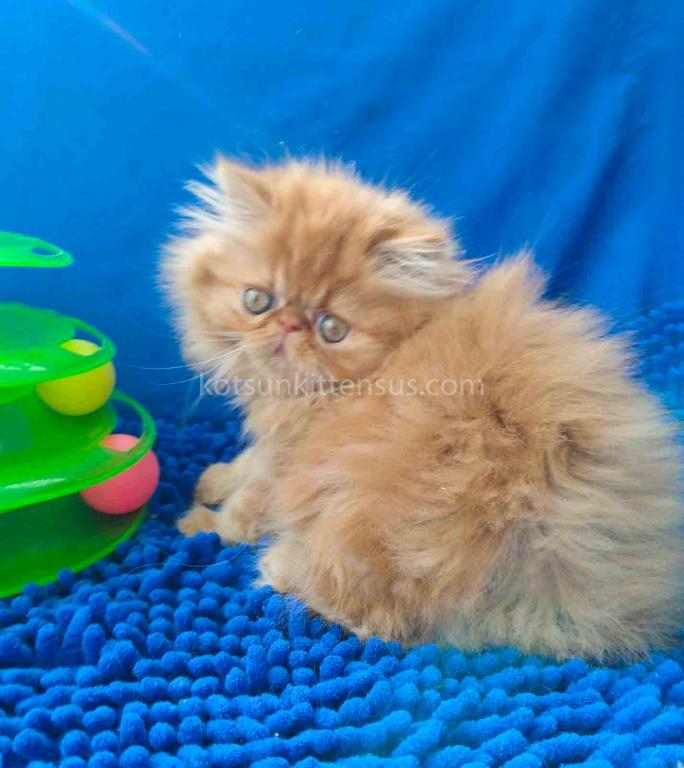 Ginger Persian Exotic Longhair Orange Red Girl photo 4