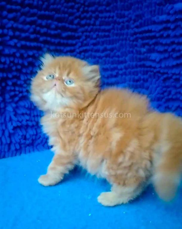 Ginger Persian Exotic Longhair Orange Red Girl photo 9