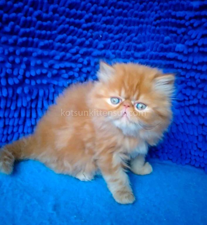 Ginger Persian Exotic Longhair Orange Red Girl photo 13