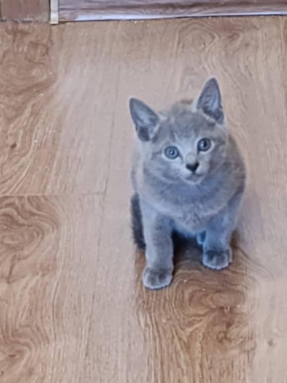 Russian Blue Kevin photo 2