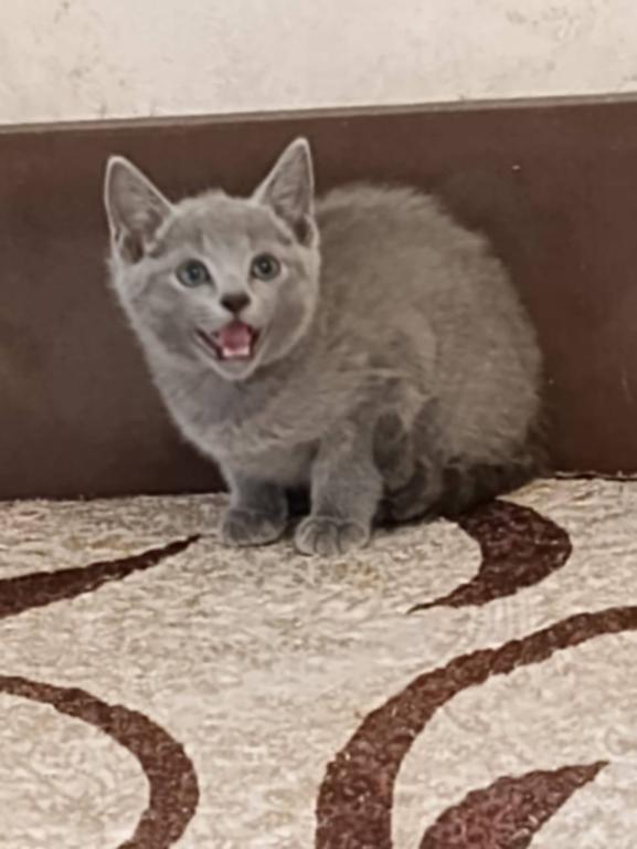 Russian Blue Kevin photo 3