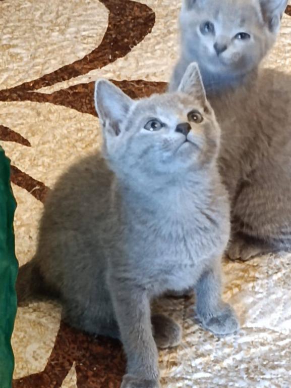 Russian Blue Kevin photo 1