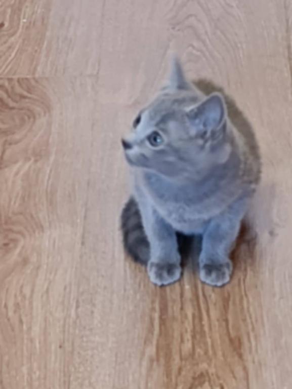 Russian Blue Kevin photo 4