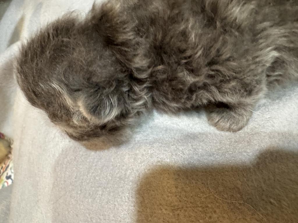 PO27 BLUE CREAM MALE Persian Available photo 5