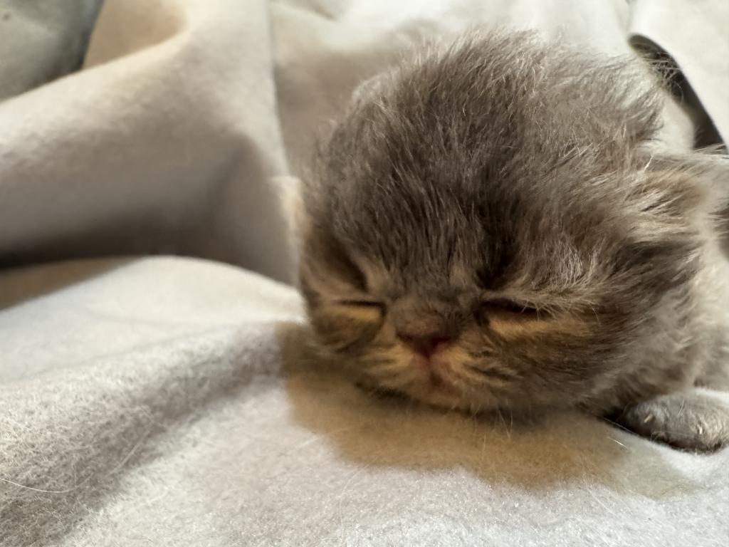 PO27 BLUE CREAM MALE Persian Available photo 7