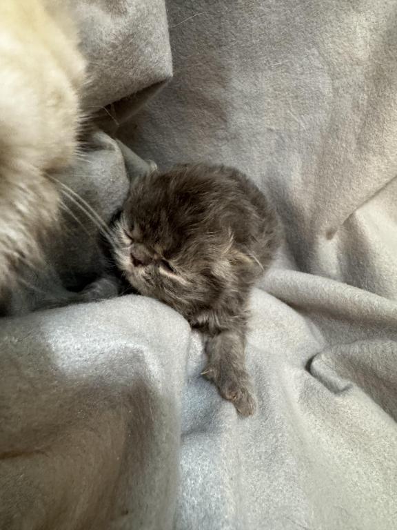 PO27 BLUE CREAM MALE Persian Available photo 1