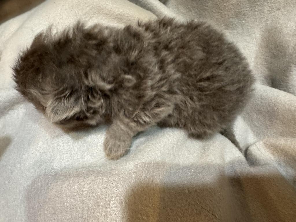PO27 BLUE CREAM MALE Persian Available photo 3