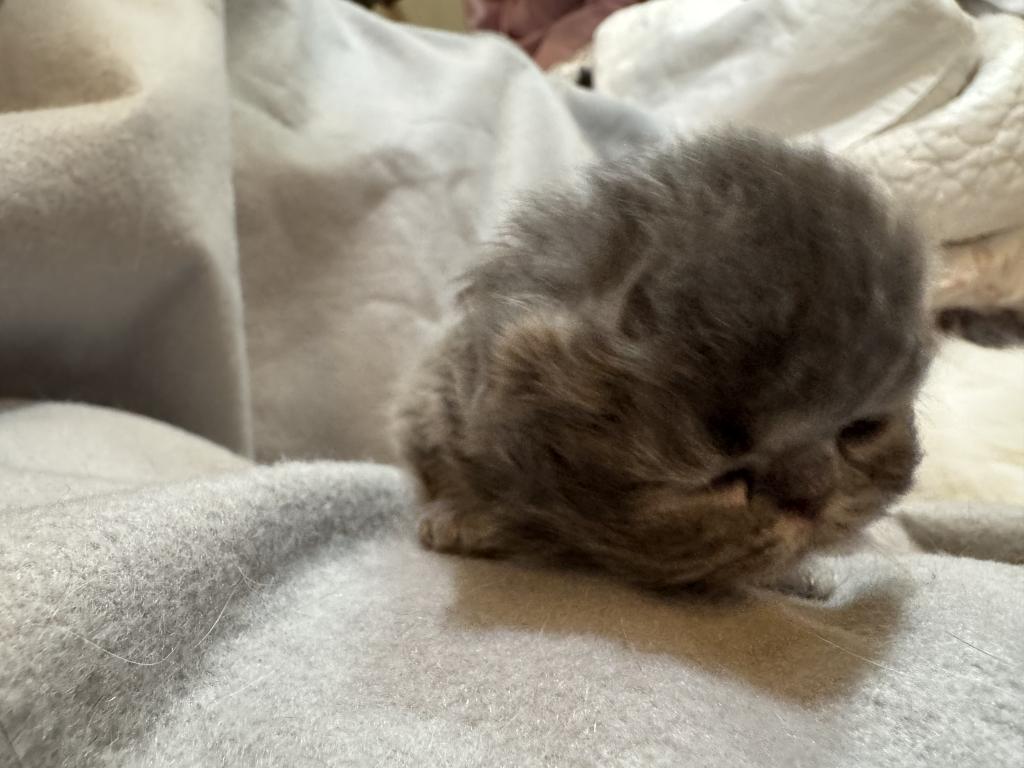 PO27 BLUE CREAM MALE Persian Available photo 4
