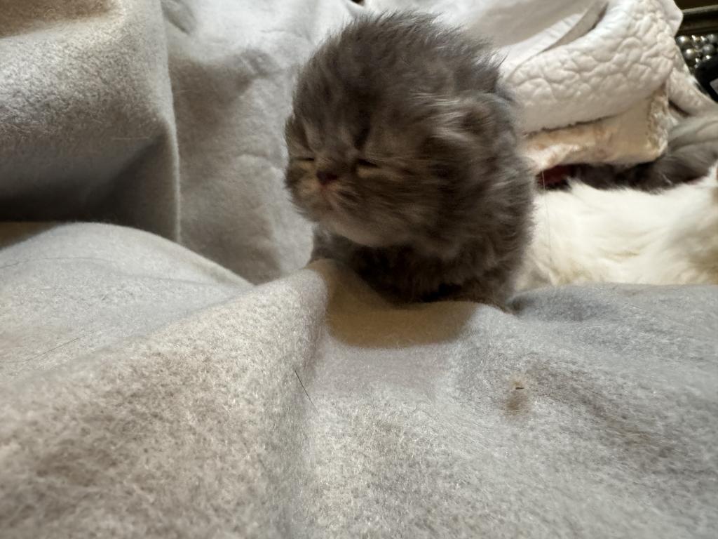 PO27 BLUE CREAM MALE Persian Available photo 6