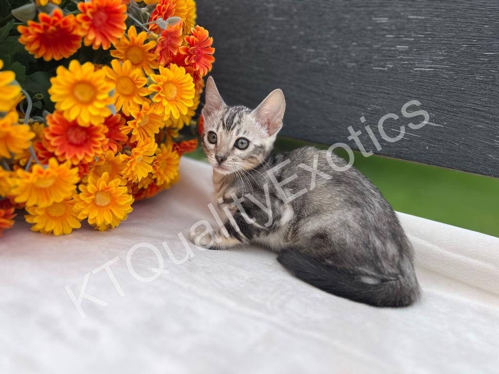 Sirah And Asland Bengal Kittens photo 13