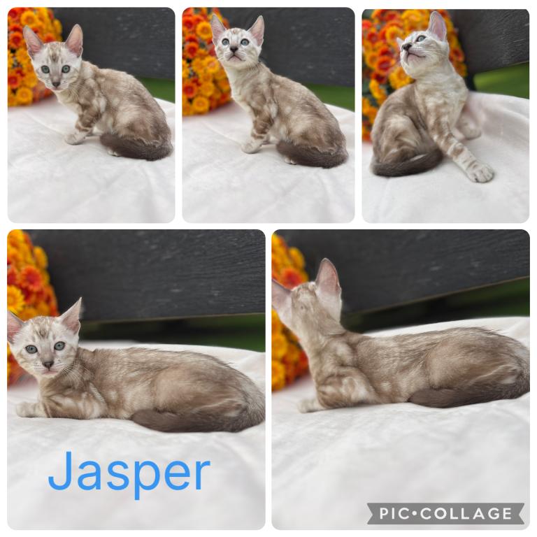 Sirah And Asland Bengal Kittens photo 5