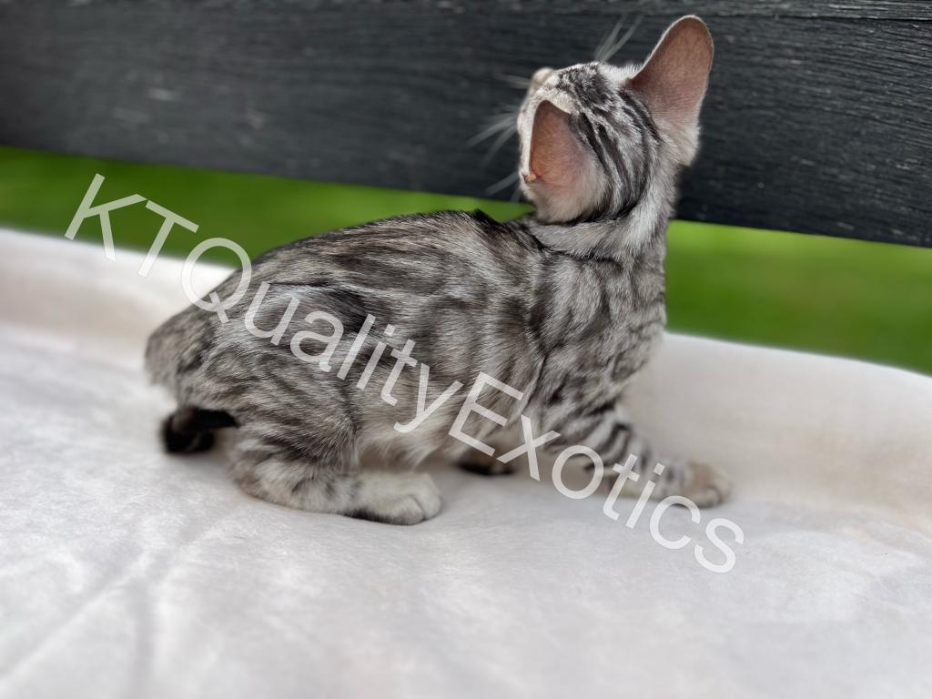 Sirah And Asland Bengal Kittens photo 10