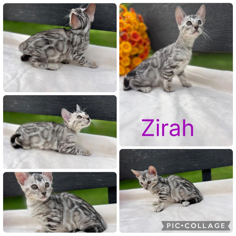 Sirah And Asland Bengal Kittens photo 2