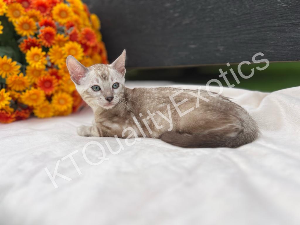 Sirah And Asland Bengal Kittens photo 18