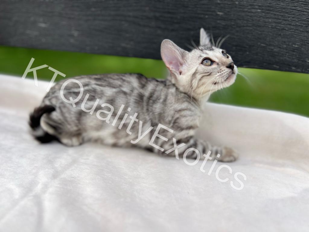 Sirah And Asland Bengal Kittens photo 9