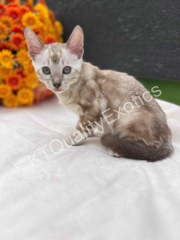 Sirah And Asland Bengal Kittens photo 17