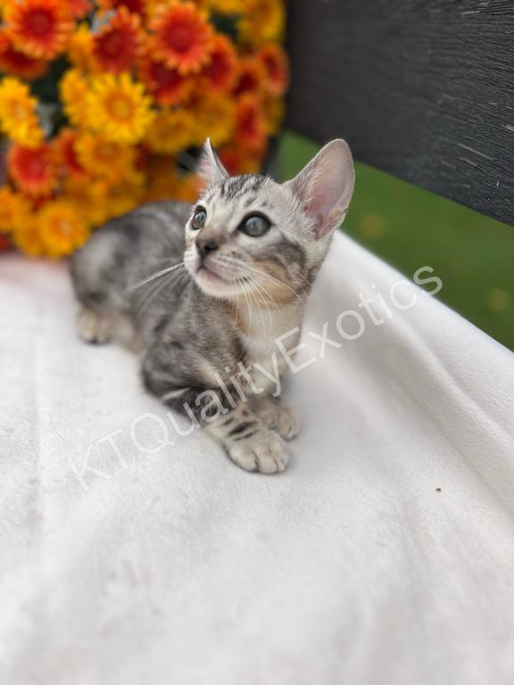 Sirah And Asland Bengal Kittens photo 15