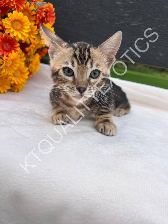 Sirah And Asland Bengal Kittens photo 8
