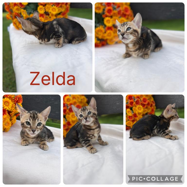 Sirah And Asland Bengal Kittens photo 4
