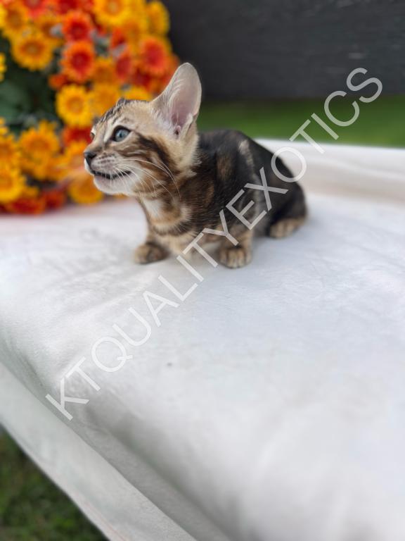Sirah And Asland Bengal Kittens photo 7