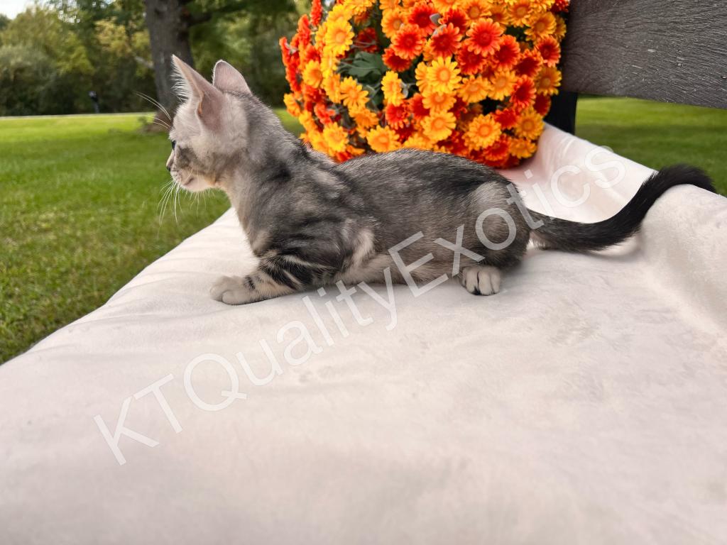 Sirah And Asland Bengal Kittens photo 12