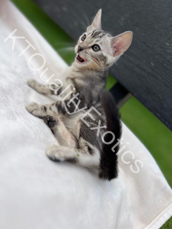 Sirah And Asland Bengal Kittens photo 14