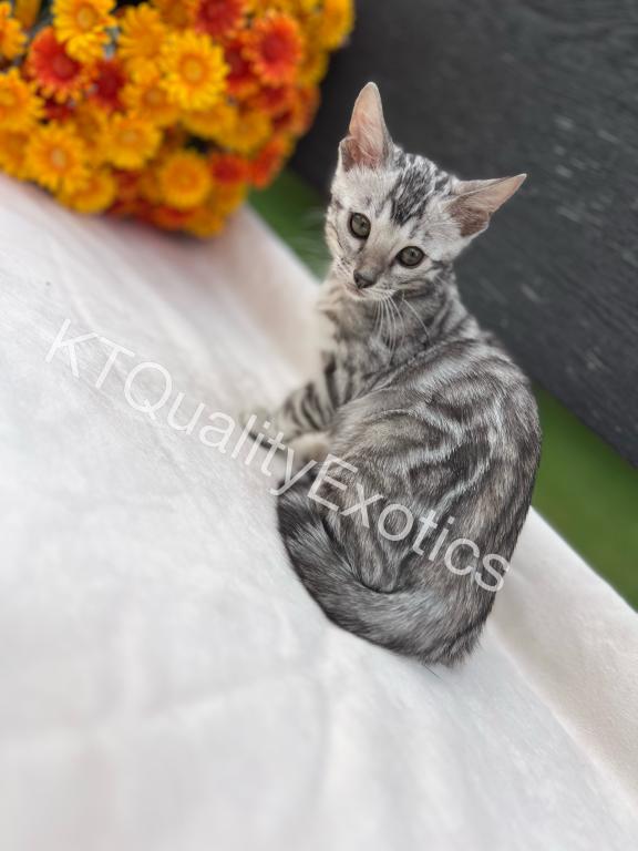 Sirah And Asland Bengal Kittens photo 11