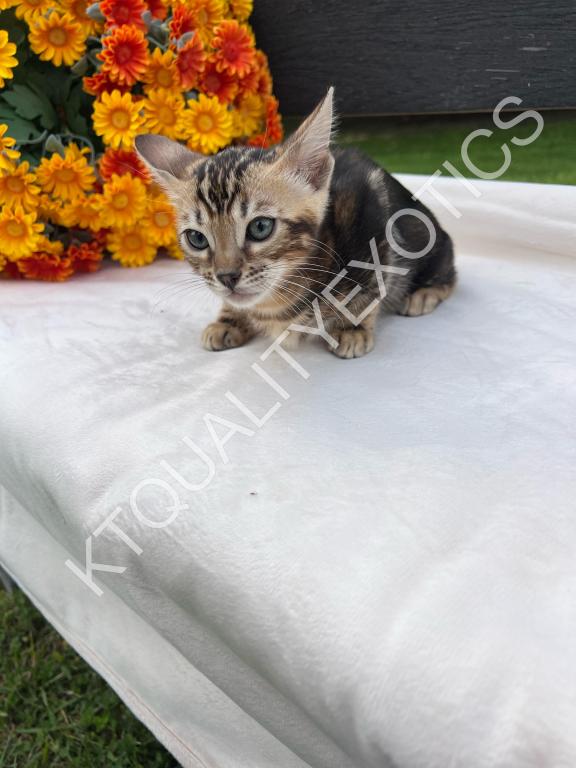 Sirah And Asland Bengal Kittens photo 6