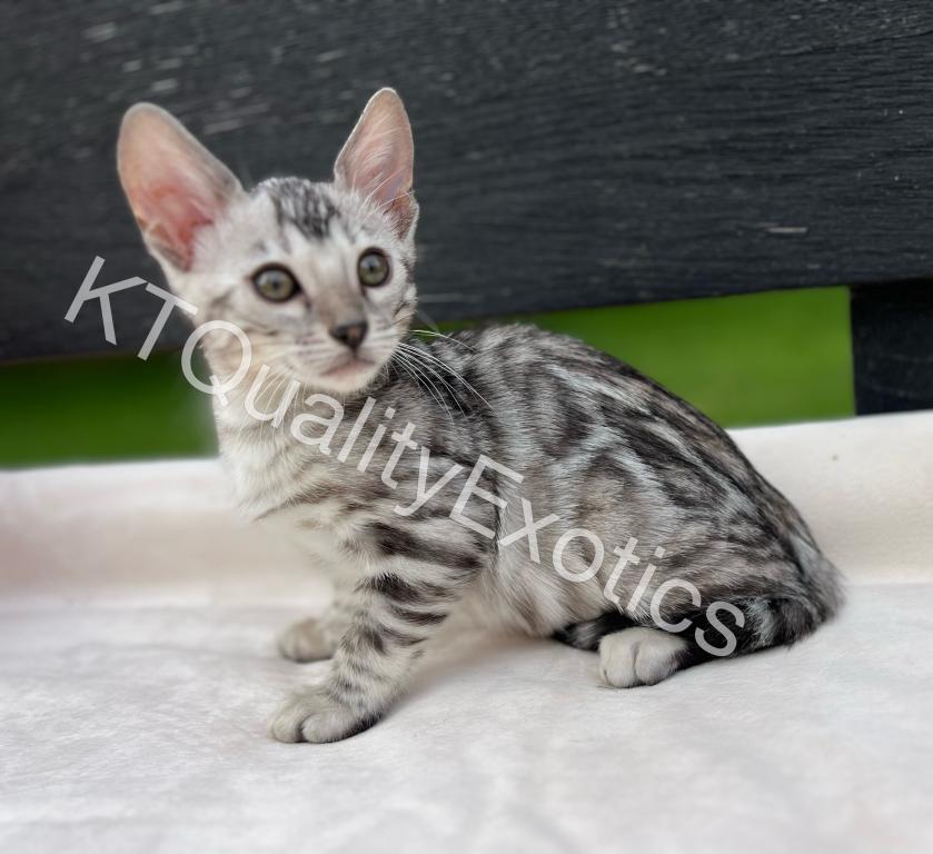 Sirah And Asland Bengal Kittens