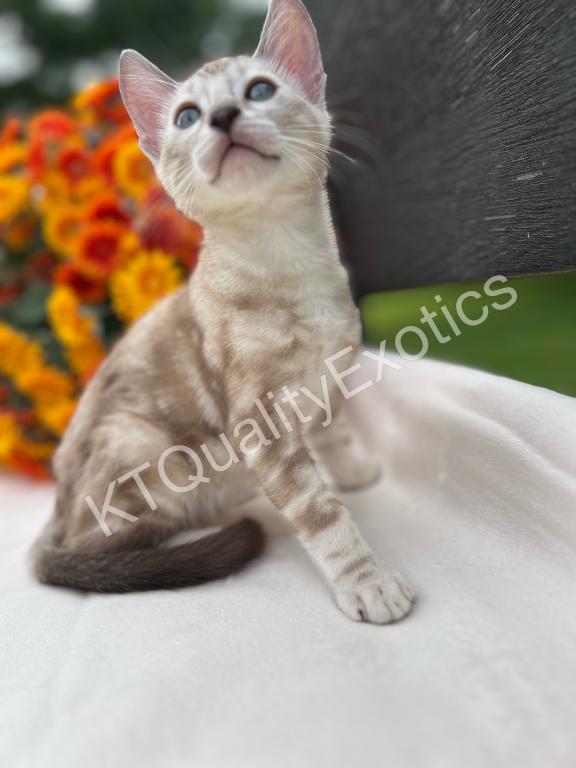 Sirah And Asland Bengal Kittens photo 16