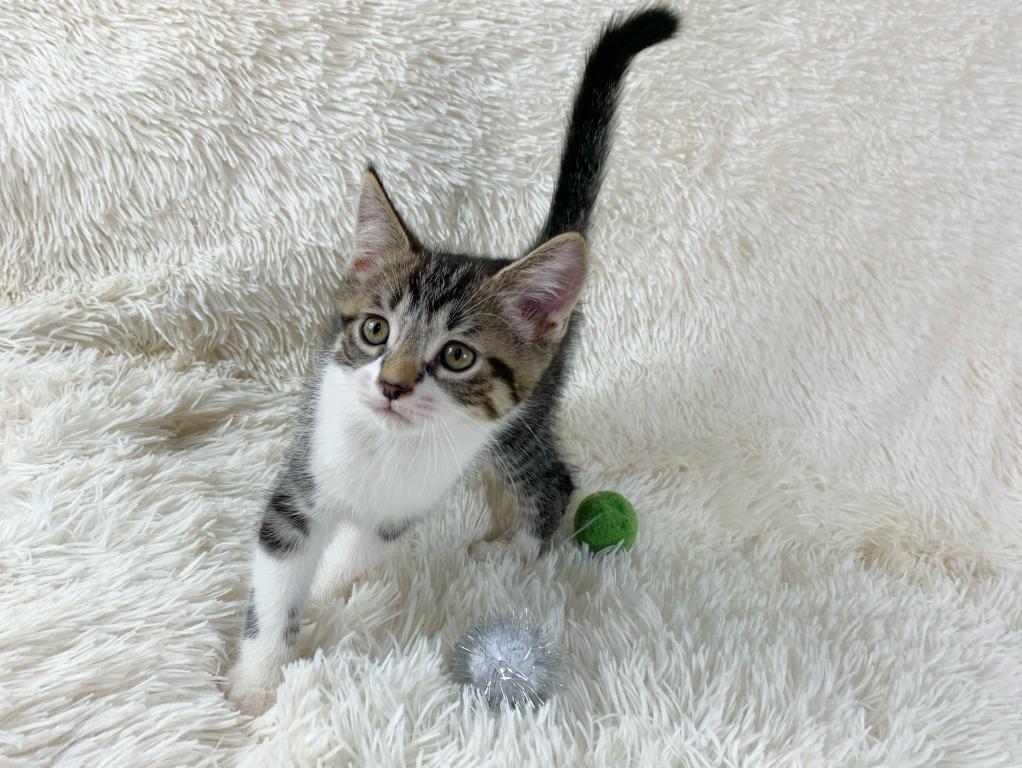 Titan Persian Mix Kitten photo 2